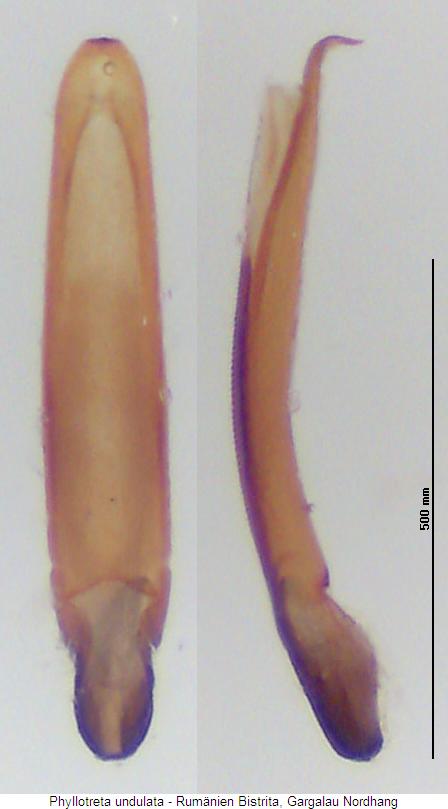 PHYLLOTRETA UNDULATA
