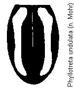PHYLLOTRETA UNDULATA