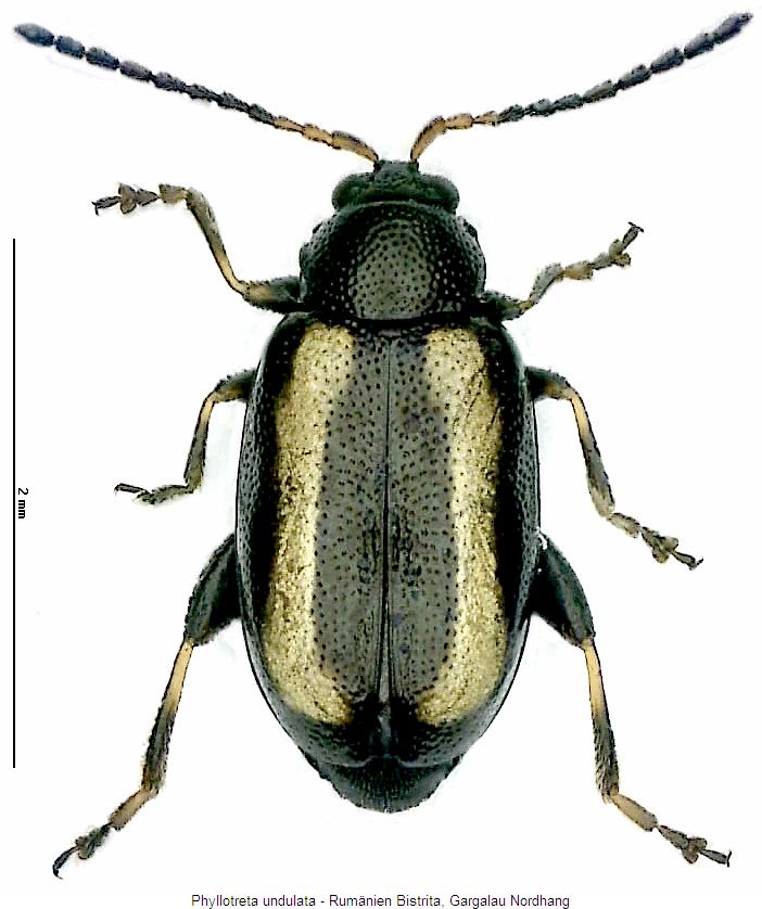 PHYLLOTRETA UNDULATA
