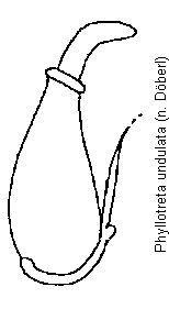 PHYLLOTRETA UNDULATA