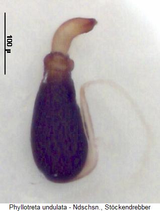 PHYLLOTRETA UNDULATA