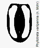PHYLLOTRETA VARIIPENNIS