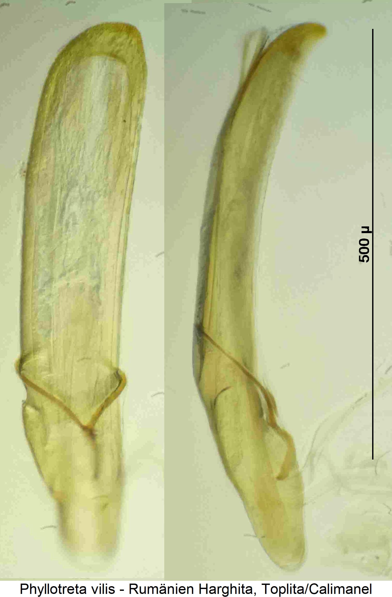 PHYLLOTRETA VILIS