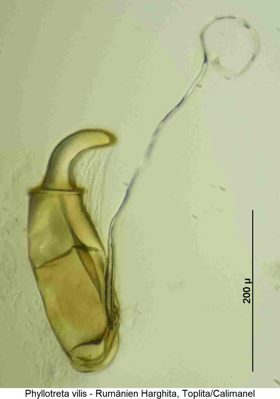 PHYLLOTRETA VILIS