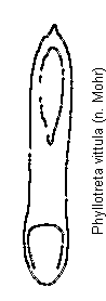 PHYLLOTRETA VITTULA