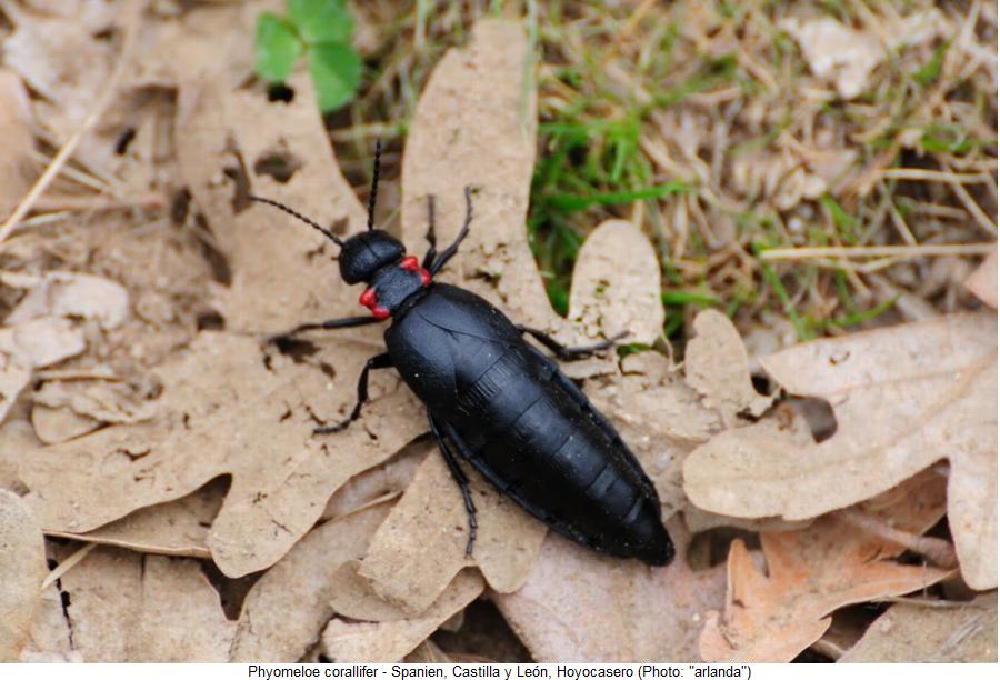 PHYSOMELOE CORALLIFER