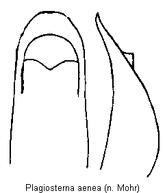 PLAGIOSTERNA AENEA.GIF