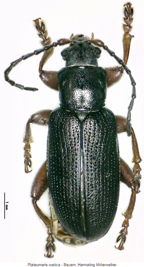 PLATEUMARIS RUSTICA