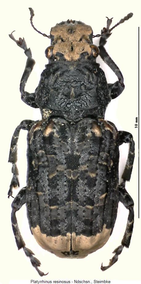 PLATYRHINUS RESINOSUS