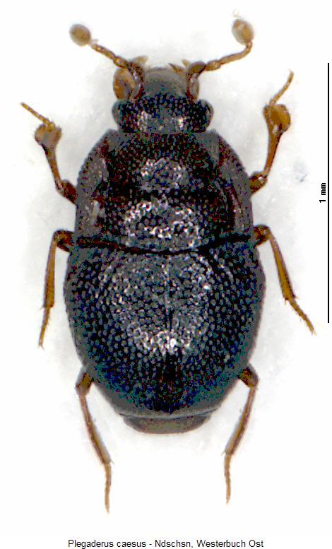 PLEGADERUS CAESUS