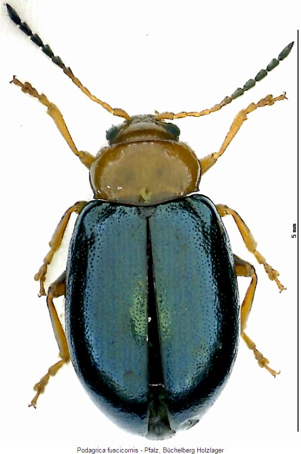 PODAGRICA FUSCICORNIS