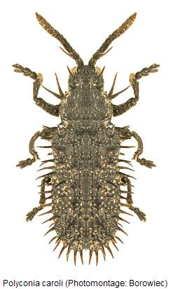 POLYCONIA CAROLI