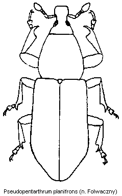PSEUDOPENTARTHRUM PLANIFRONS