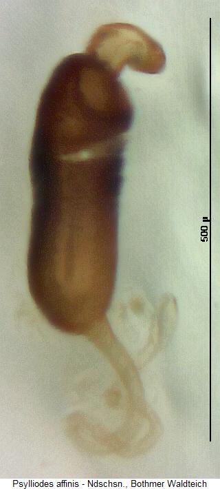 PSYLLIODES AFFINIS