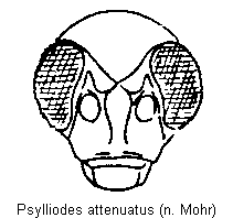 PSYLLIODES ATTENUATUS