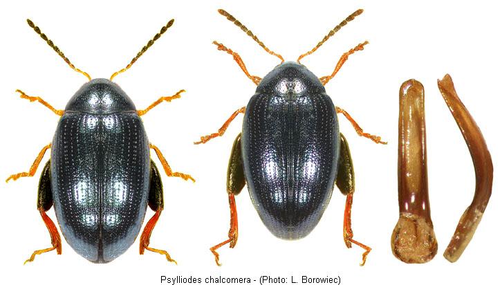PSYLLIODES CHALCOMERA