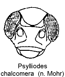 PSYLLIODES CHALCOMERA