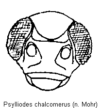 PSYLLIODES CHALCOMERUS