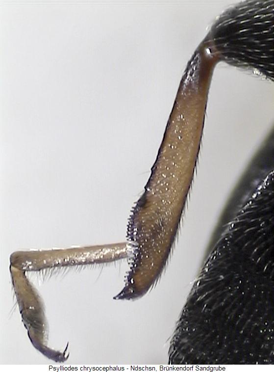 PSYLLIODES CHRYSOCEPHALUS