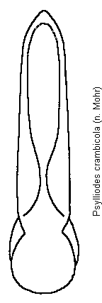 PSYLLIODES CRAMBICOLA