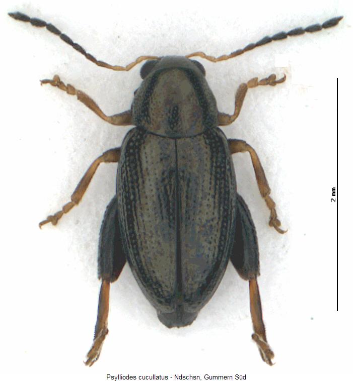 PSYLLIODES CUCULLATUS