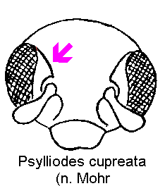 PSYLLIODES CUPREATA