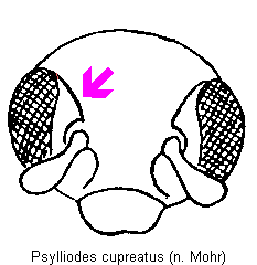 PSYLLIODES CUPREATUS