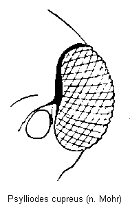 PSYLLIODES CUPREUS