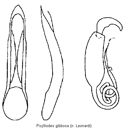 PSYLLIODES GIBBOSA