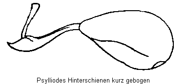 PSYLLIODES HINTERSCHIENEN