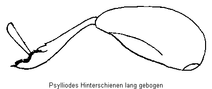 PSYLLIODES HINTERSCHIENEN