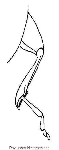 PSYLLIODES HSCHN