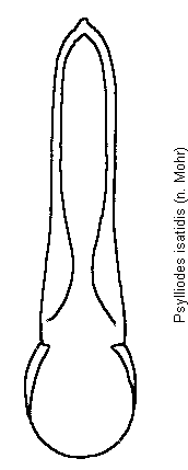 PSYLLIODES ISATIDIS