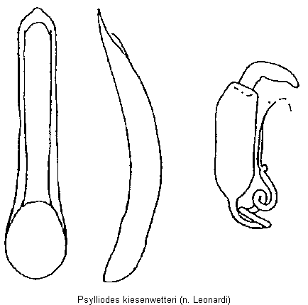 PSYLLIODES KIESENWETTERI