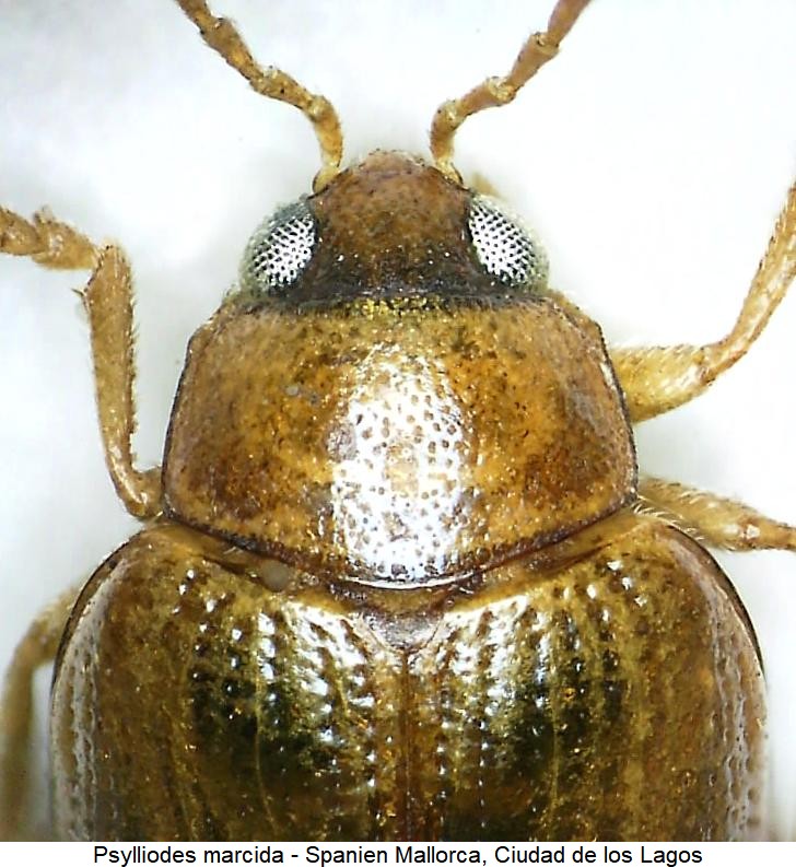 PSYLLIODES MARCIDA
