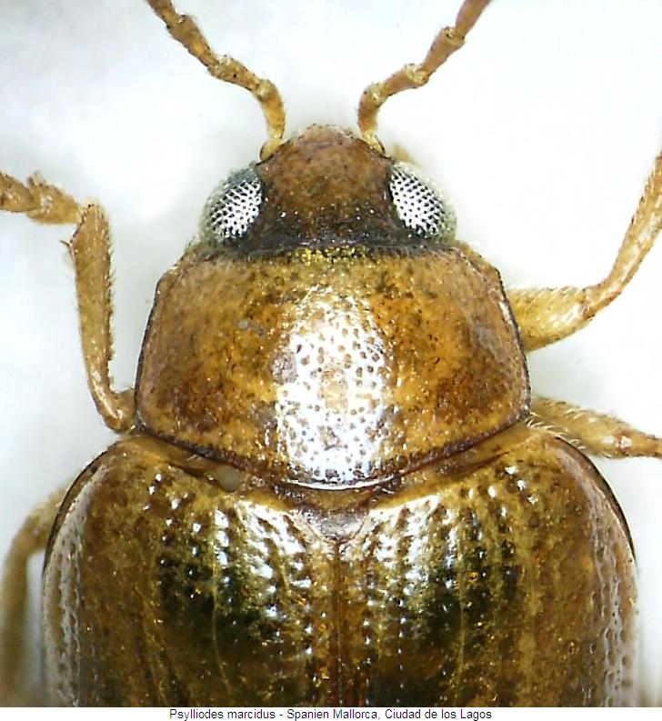 PSYLLIODES MARCIDUS