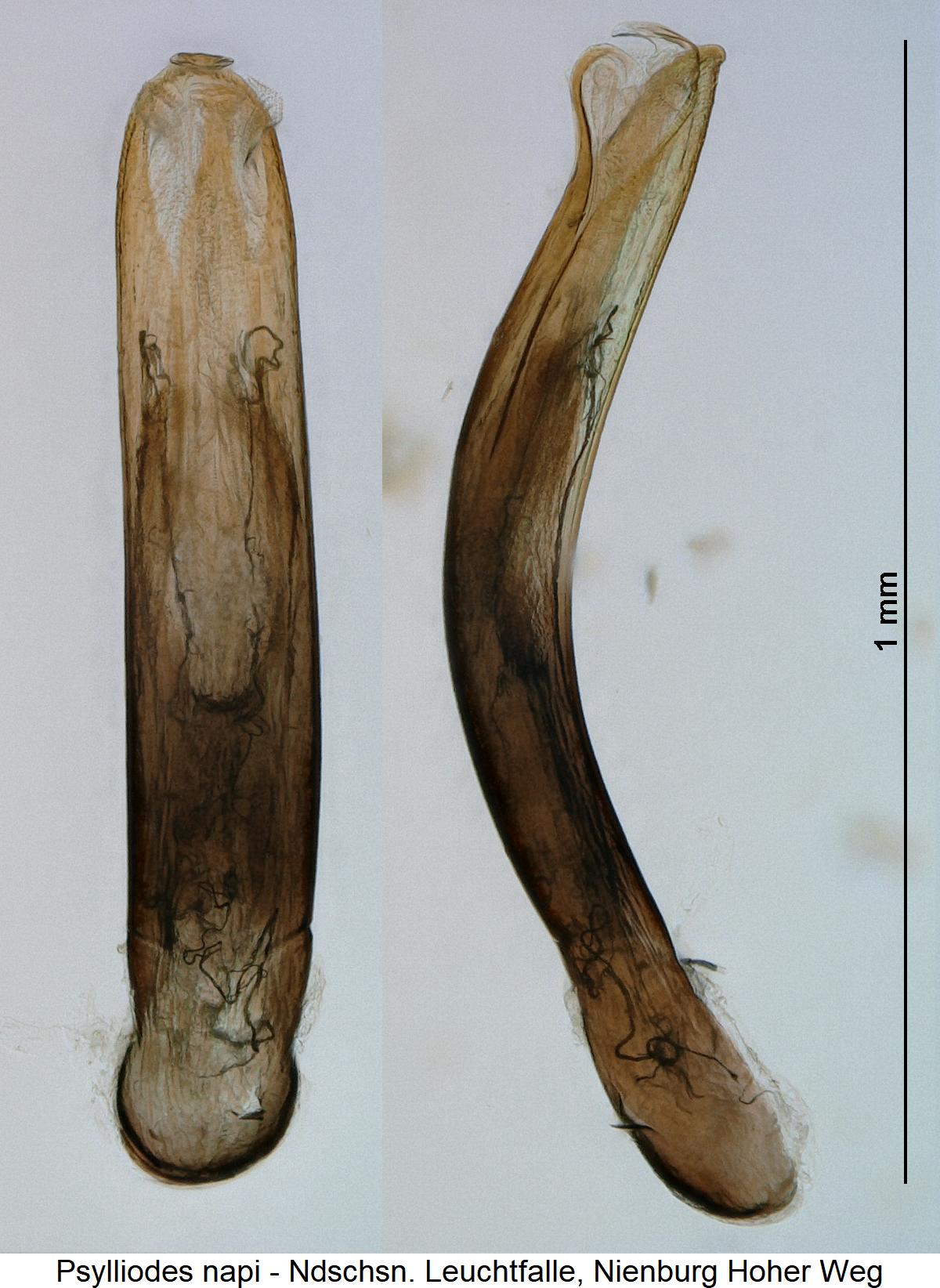 PSYLLIODES NAPI