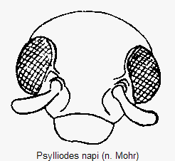 PSYLLIODES NAPI
