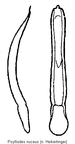 PSYLLIODES NUCEUS