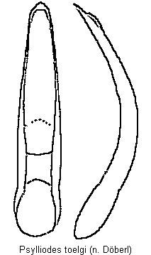 PSYLLIODES TOELGI