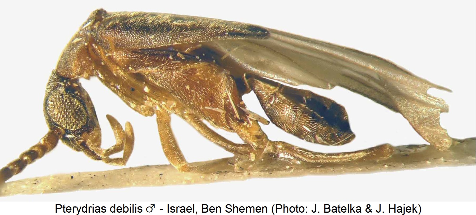 PTERYDRIAS DEBILIS