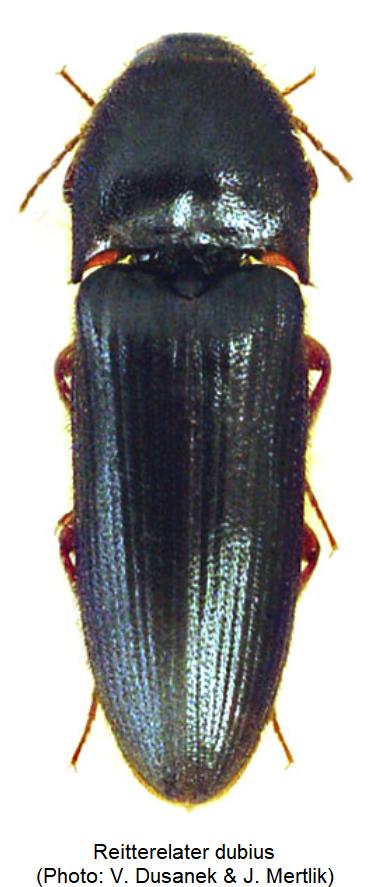 REITTERELATER DUBIUS
