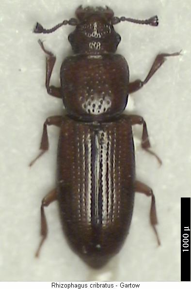 RHIZOPHAGUS CRIBRATUS
