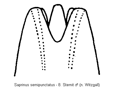 SAPRINUS SEMIPUNCTATUS