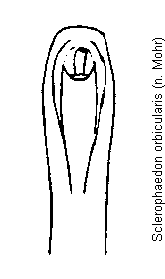 SCLEROPHAEDON ORBICULARIS