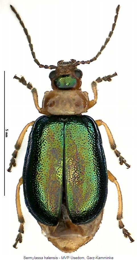 SERMYLASSA HALENSIS