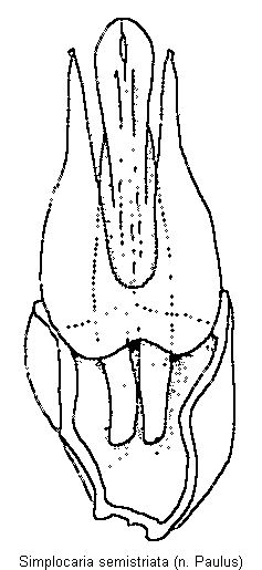 SIMPLOCARIA SEMISTRIATA.GIF