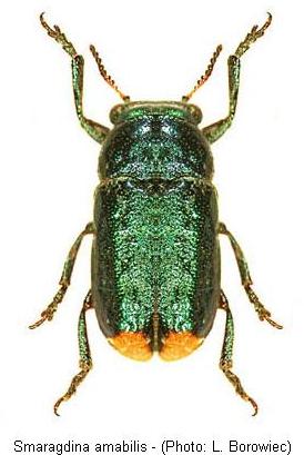 SMARAGDINA AMABILIS