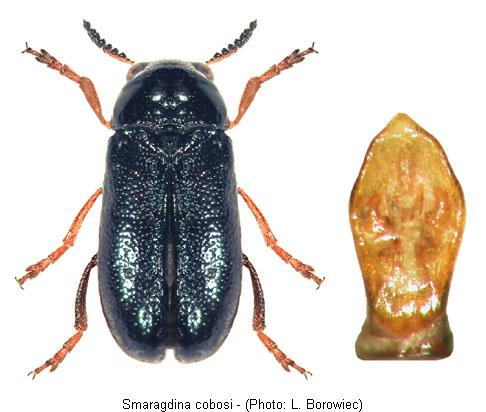 SMARAGDINA COBOSI