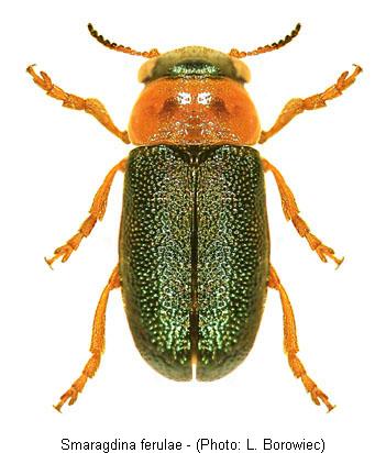 SMARAGDINA FERULAE